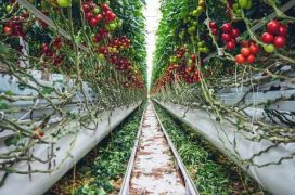 Is vertical farming echt het antwoord op het waarborgen van de voedselzekerheid in de wereld?