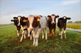 Duurzaam melkveebedrijf doet het ook economisch beter volgens WUR