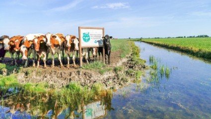 Albert Heijn zet in op verdere verduurzaming Beter voor Natuur & Boer-keten voor zuivel